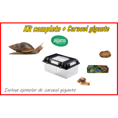 Kit completo + caracol gigante